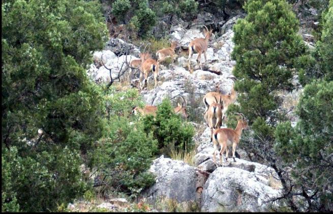 Giden  Gelmez Dağlarında  Yaban keçileri