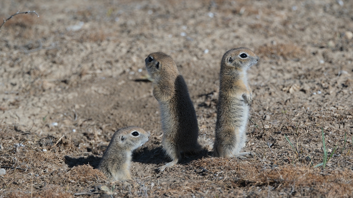 "Anadolu gelengisi" olarak da bilinen Anadolu yer sincapları çayırlık alanlarda beslenirken görüntülendi