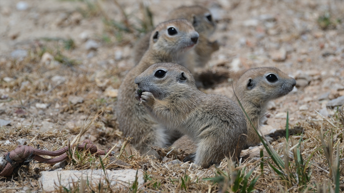 "Anadolu gelengisi" olarak da bilinen Anadolu yer sincapları çayırlık alanlarda beslenirken görüntülendi