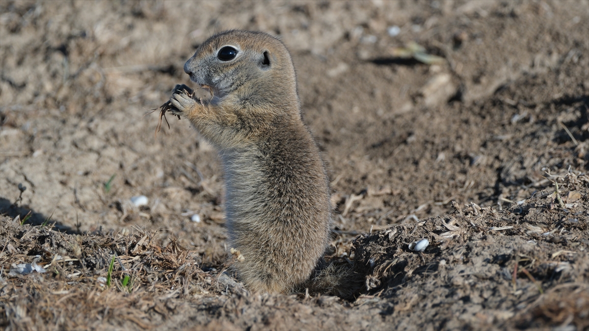 "Anadolu gelengisi" olarak da bilinen Anadolu yer sincapları çayırlık alanlarda beslenirken görüntülendi