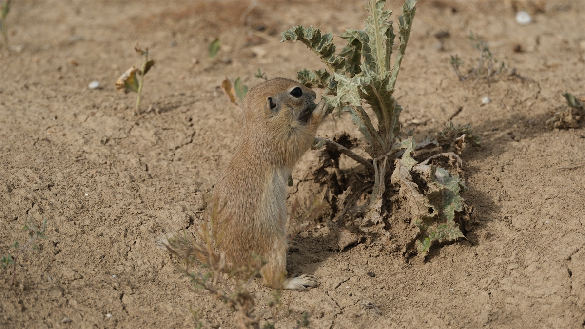 "Anadolu gelengisi" olarak da bilinen Anadolu yer sincapları çayırlık alanlarda beslenirken görüntülendi