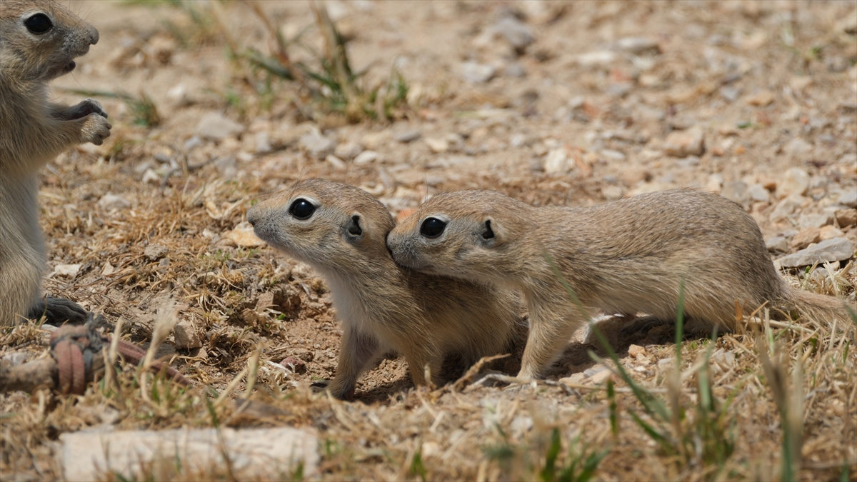 "Anadolu gelengisi" olarak da bilinen Anadolu yer sincapları çayırlık alanlarda beslenirken görüntülendi