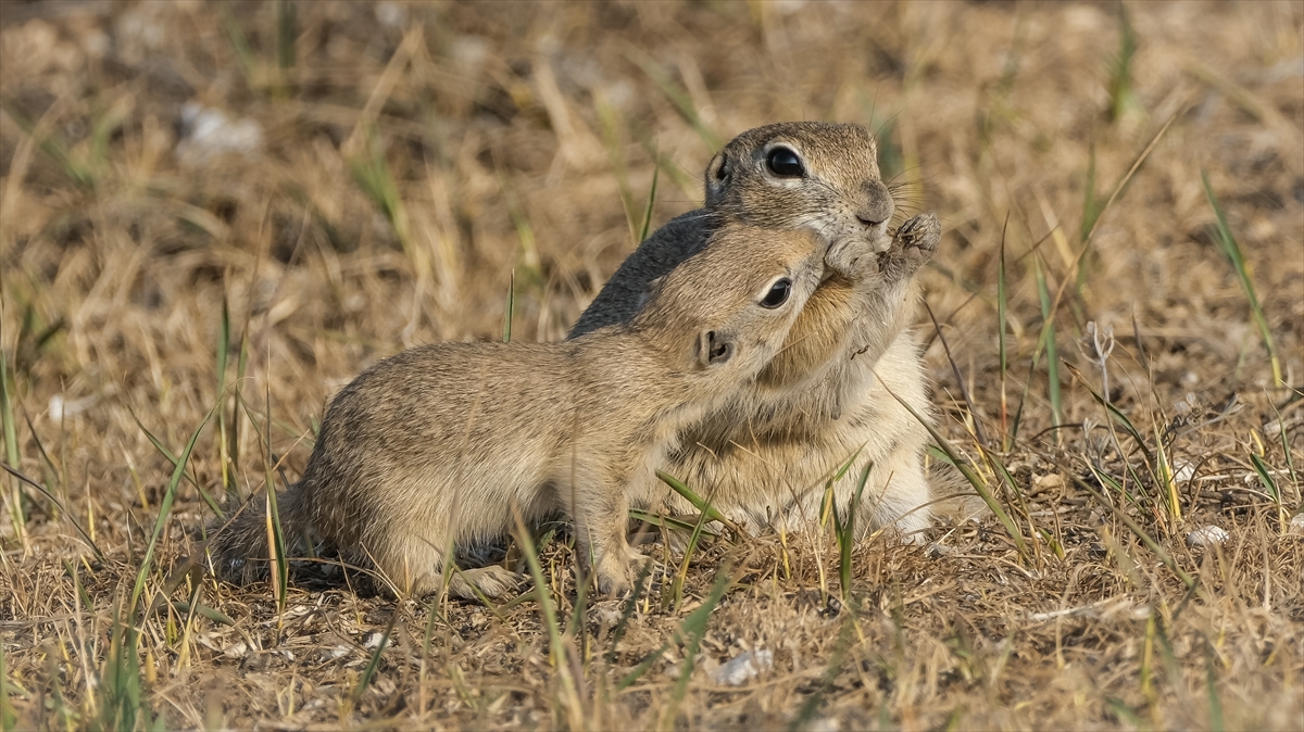 "Anadolu gelengisi" olarak da bilinen Anadolu yer sincapları çayırlık alanlarda beslenirken görüntülendi