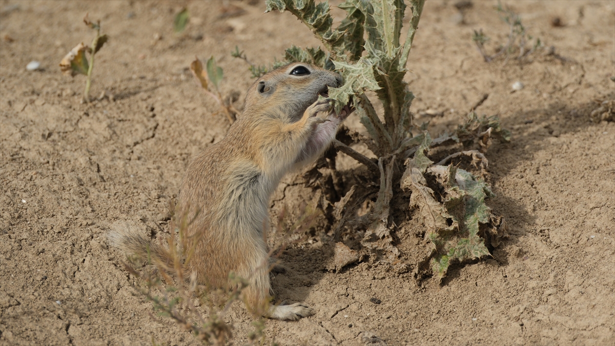 "Anadolu gelengisi" olarak da bilinen Anadolu yer sincapları çayırlık alanlarda beslenirken görüntülendi