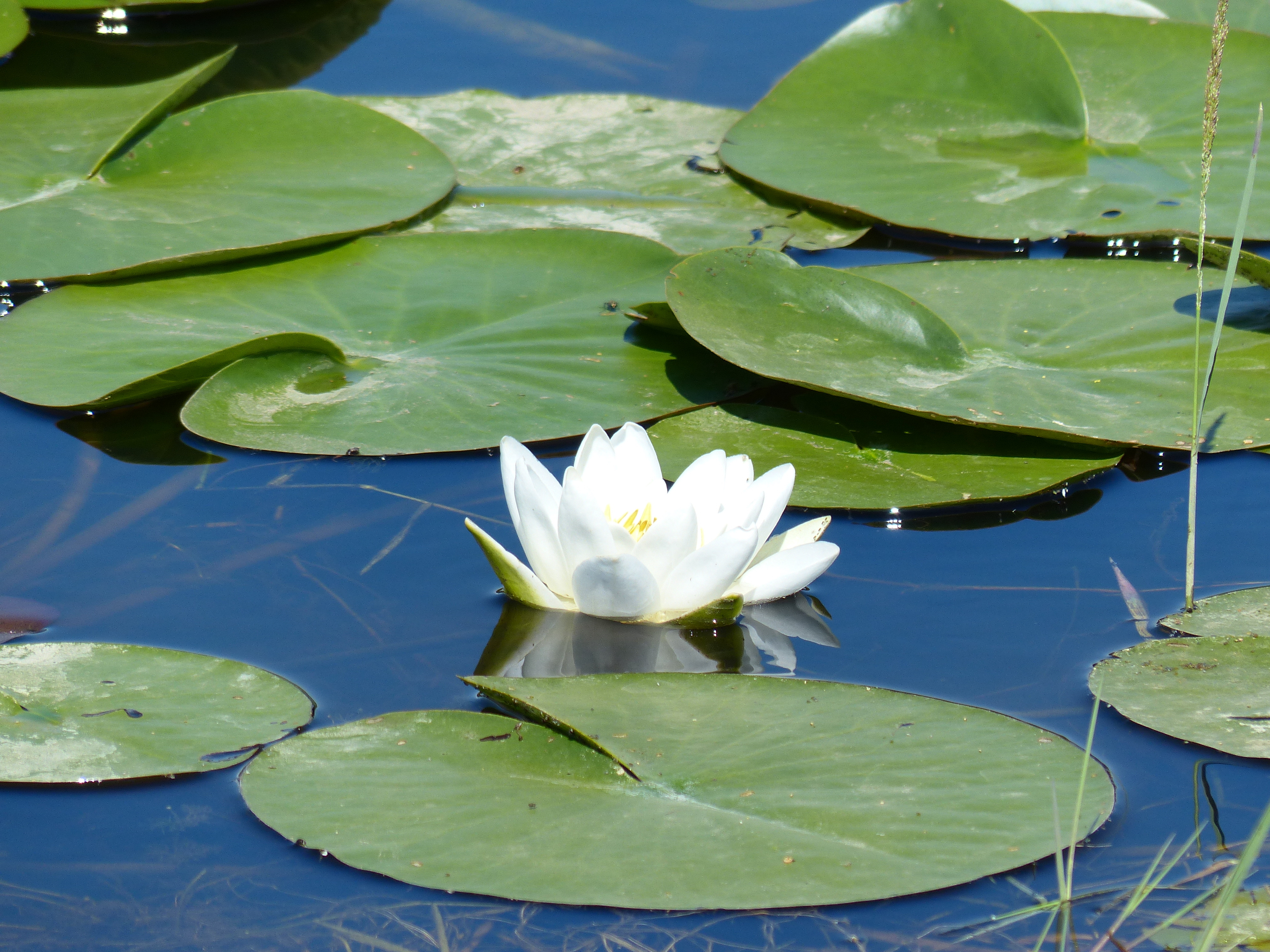 Beyşehir Gölü Endemik Çiçeği Nilüferler 