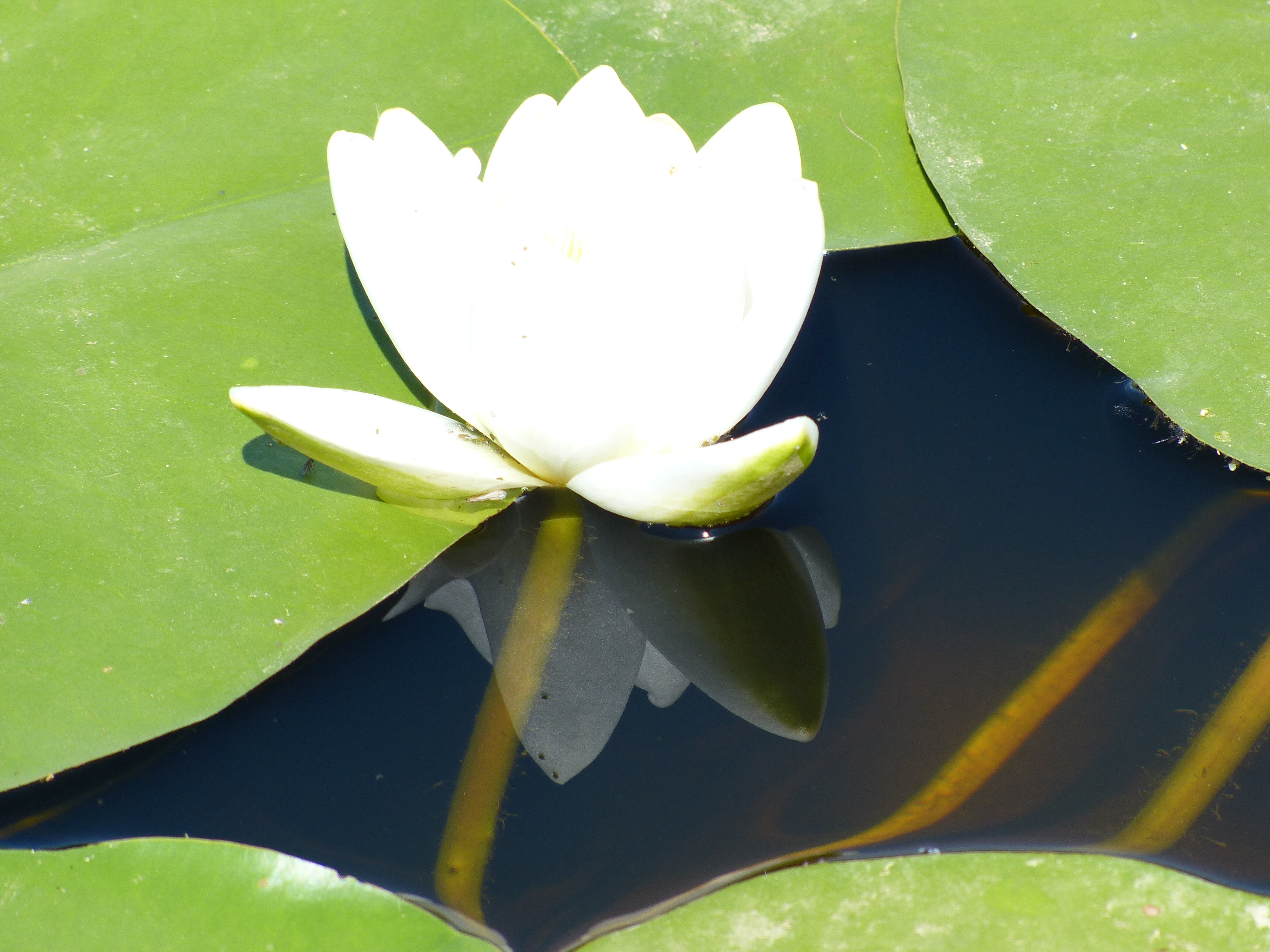 Beyşehir Gölü Endemik Çiçeği Nilüferler 