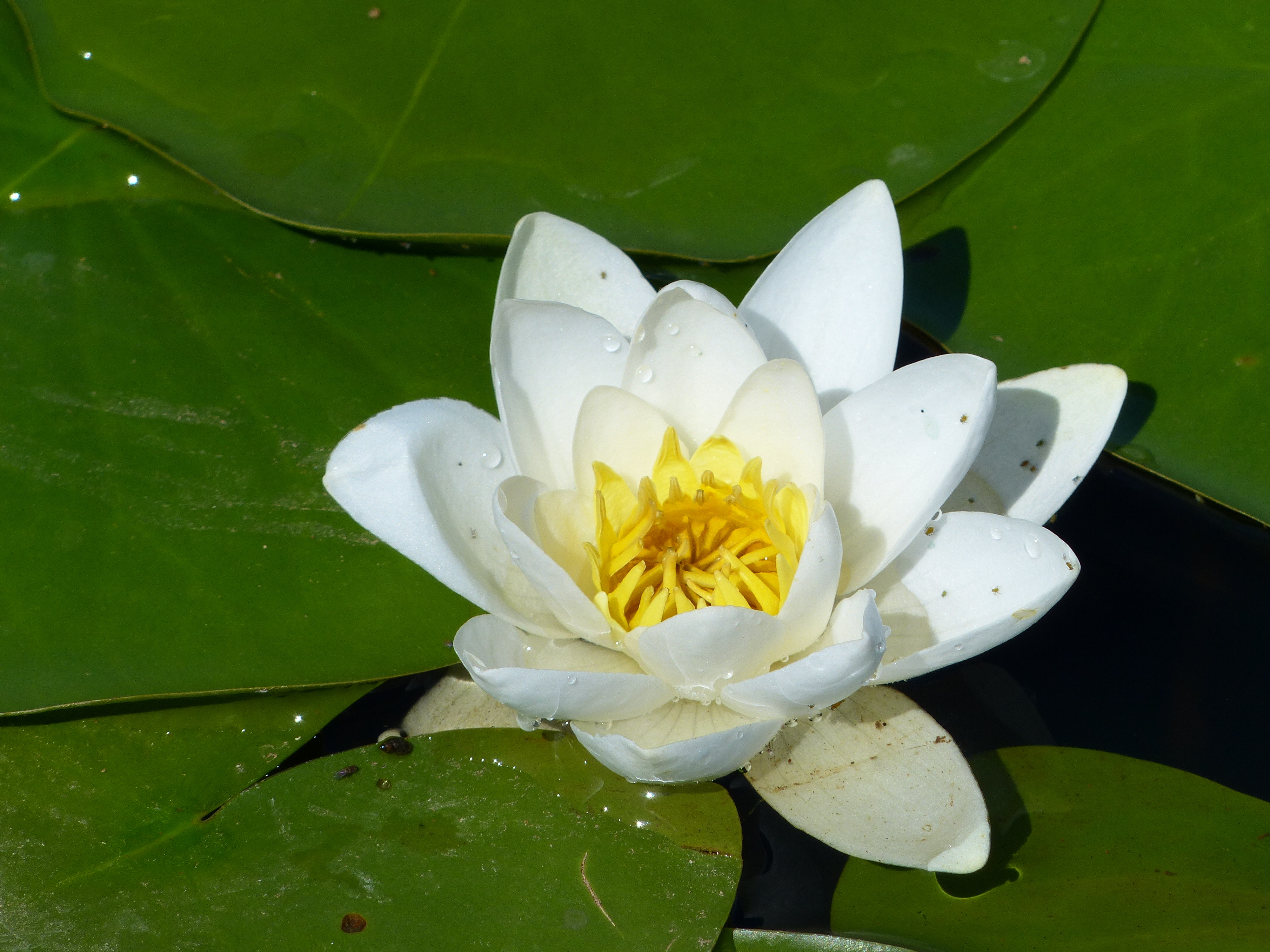 Beyşehir Gölü Endemik Çiçeği Nilüferler 