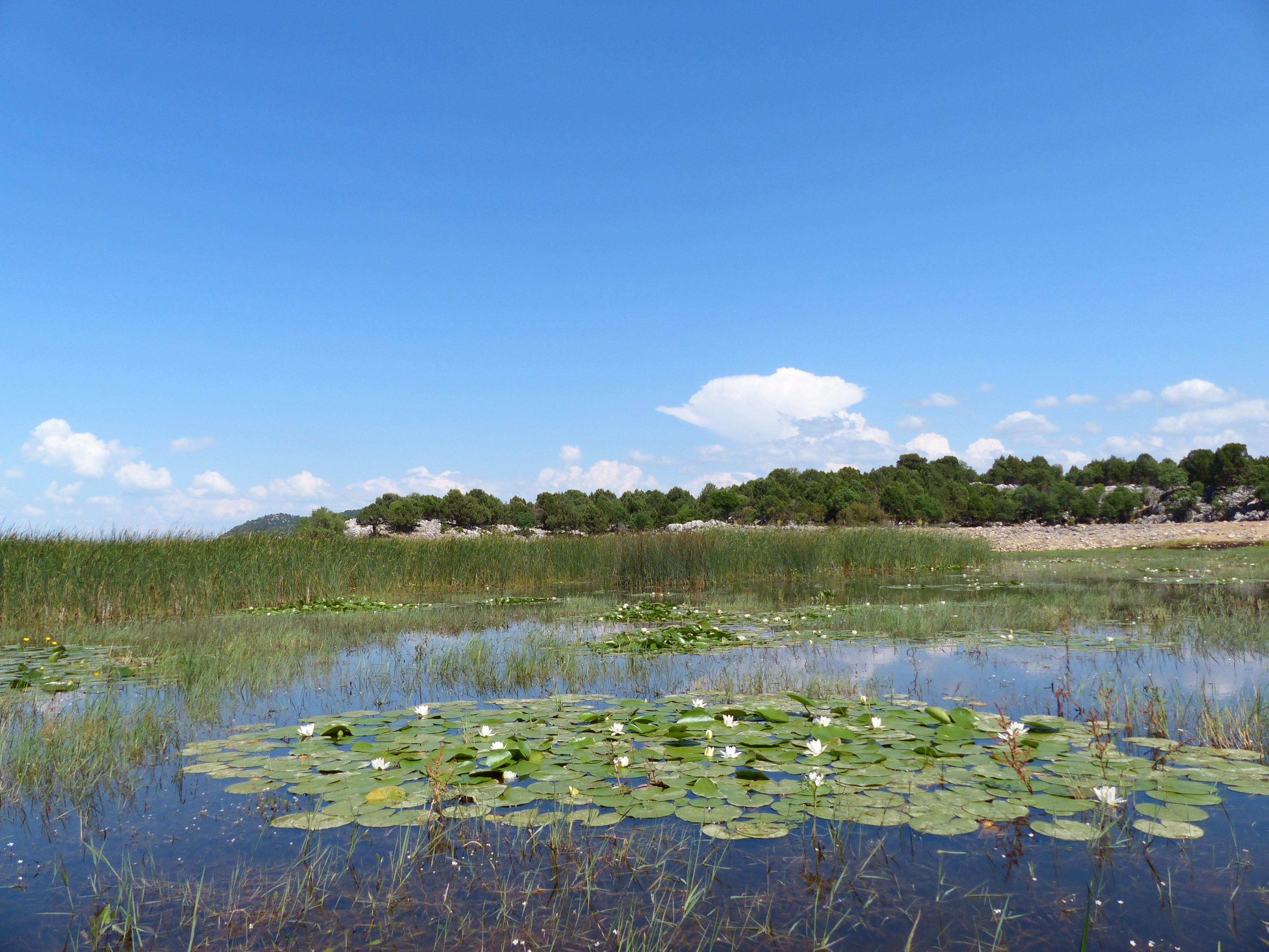 Beyşehir Gölü Endemik Çiçeği Nilüferler 