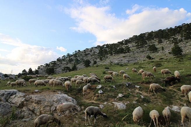 Toros Dağlarında Yayla Evleri Kardan Kayboldu