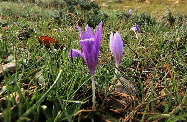 Toroslada 1  Kasım 2020 