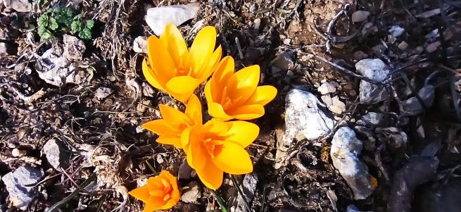 Toroslarda Baharın Müjdecisi