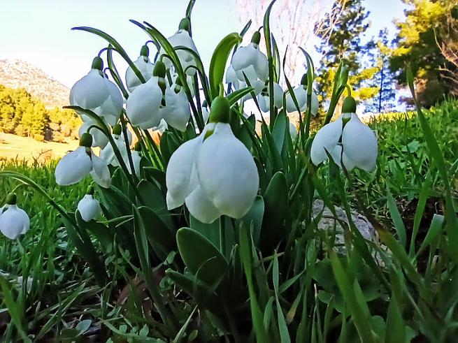 Toroslarda Baharın Müjdecisi