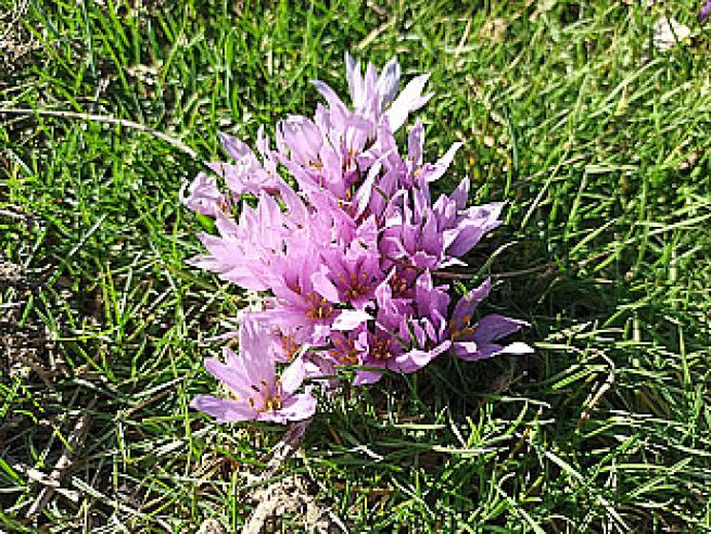 Toroslarda Baharın Müjdecisi