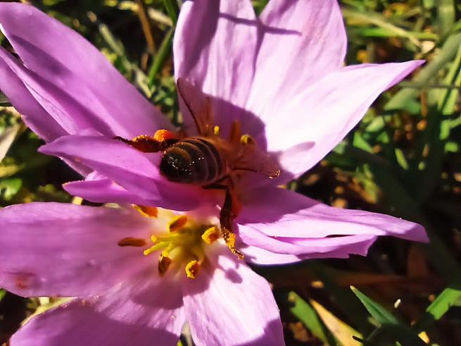 Toroslarda Baharın Müjdecisi