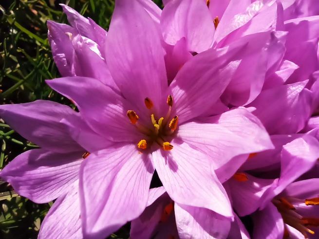 Toroslarda Baharın Müjdecisi