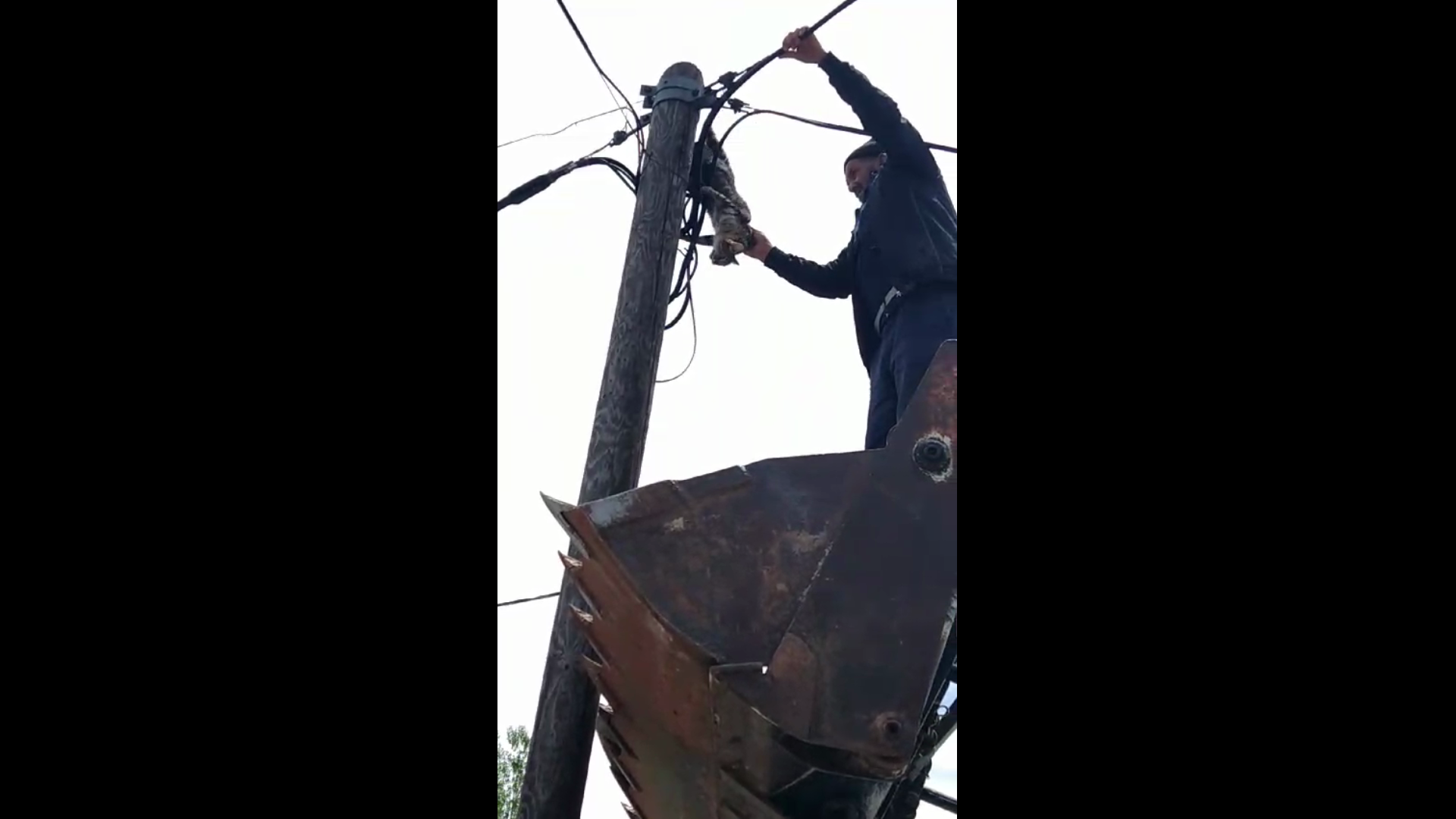 Seydişehir’de direkte mahsur kalan kediyi Köylüler   yardımlaşarak  kurtardı.