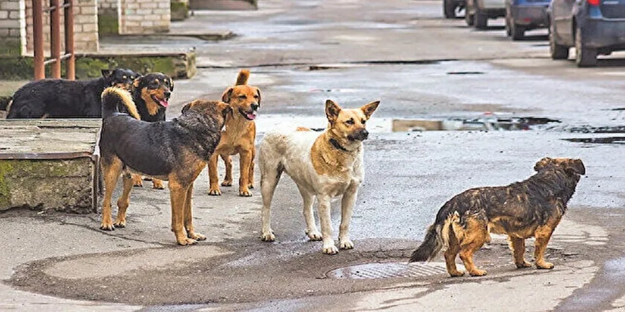 Anayasa Mahkemesi, sahipsiz köpek düzenlemesi kararını verdi