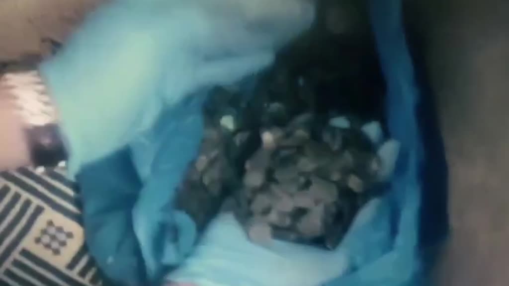 GAZİANTEP - Tarihi eser niteliğinde 3 bin 127 sikke ve 110 tarihi obje ele geçirildi