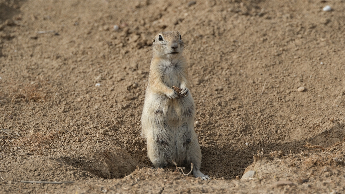 KARAMAN - Anadolu toprak sincabı görüntülendi
