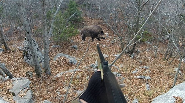 Çiftçinin Nefret Ettiği Domuzlar İçin Büyük Operasyon! 25 Avcı Göreve Çağrıldı
