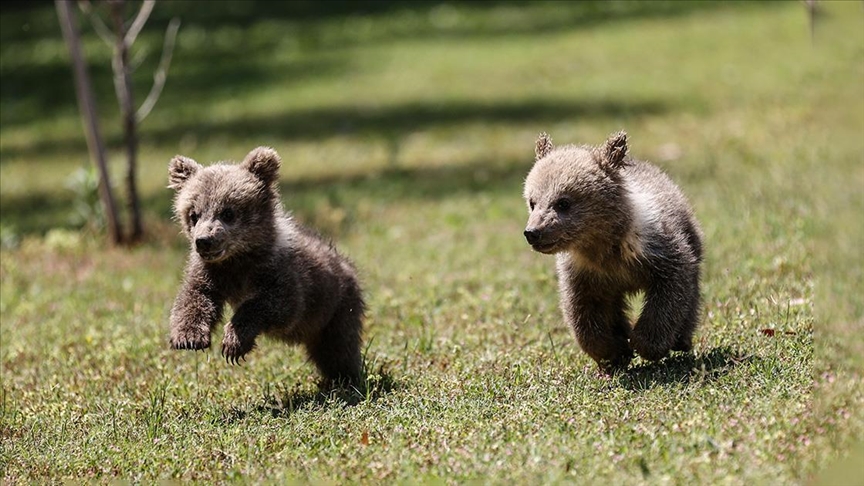 Mağarada bulunan yavru bozayılar "Fred" ve "Barney" Mersin'de özenle büyütülüyor