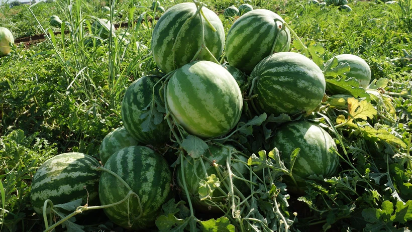   Karpuz Tarlada 7  Çarşı  Pazarda 35- 40 TL