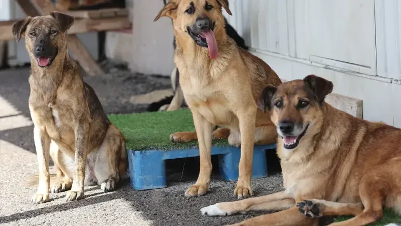 Konya'da Sahipsiz Köpekler İçin 300 Ton Mama Alımı: İlan Görenleri Şaşkına Çevirdi