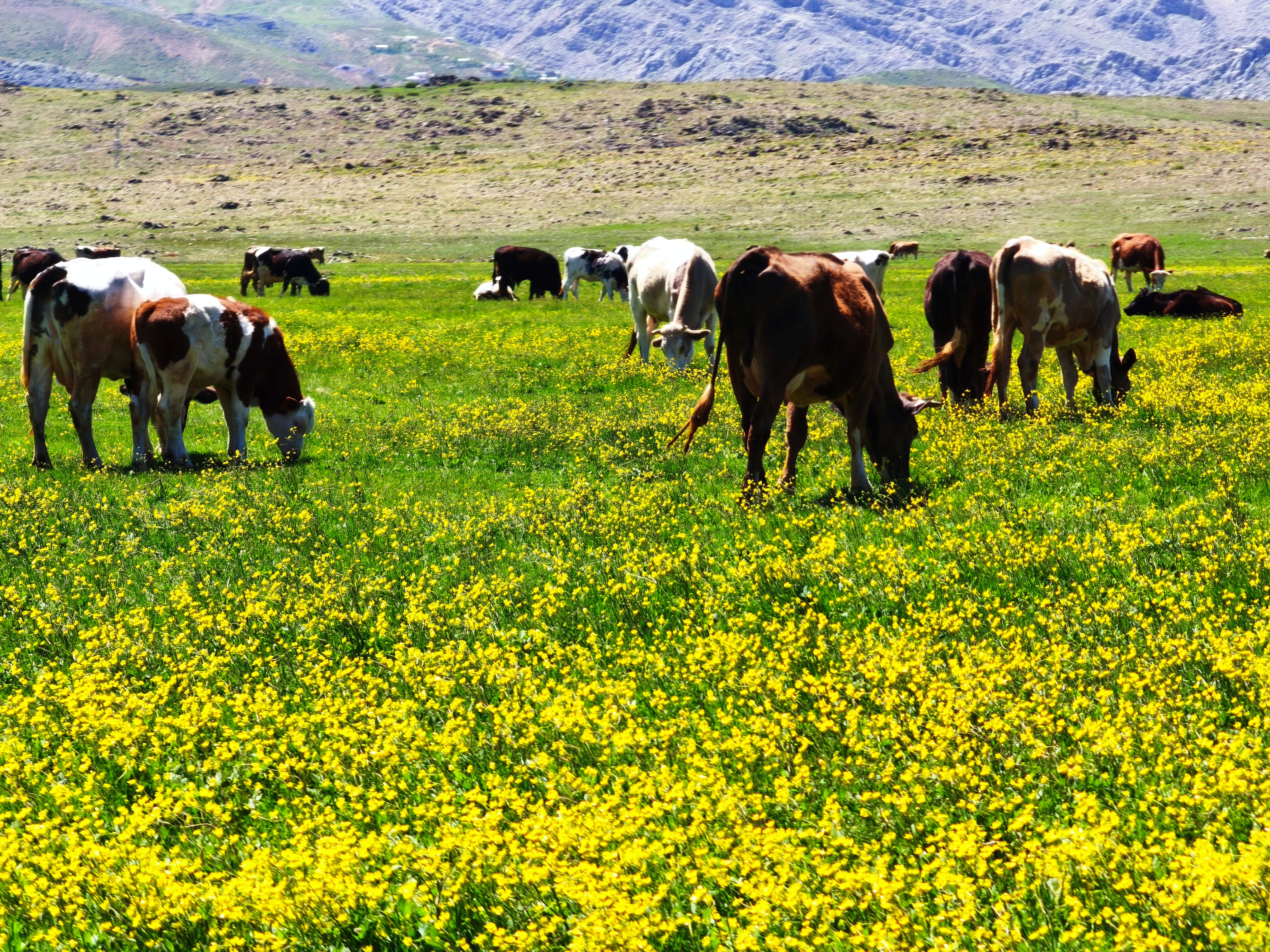Toroslar’ın Renkli Yüzü: Sarı Çiçeklerin Dansı