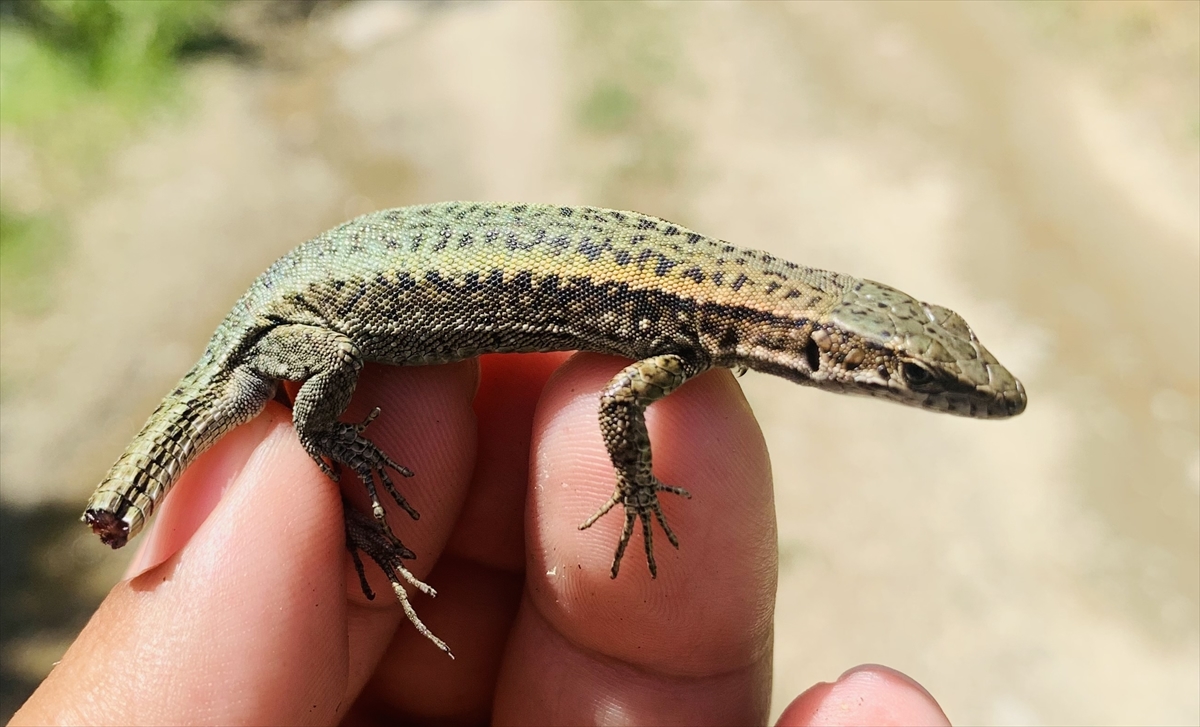 Keşfettiği kertenkele türüne vefat eden annesinin ismini verdi