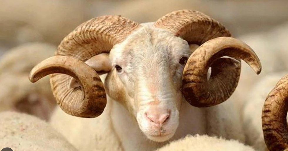 Kurban Bayramı tatili uzatılmadı! Kamuda mesai 10 Haziran Salı günü başlayacak