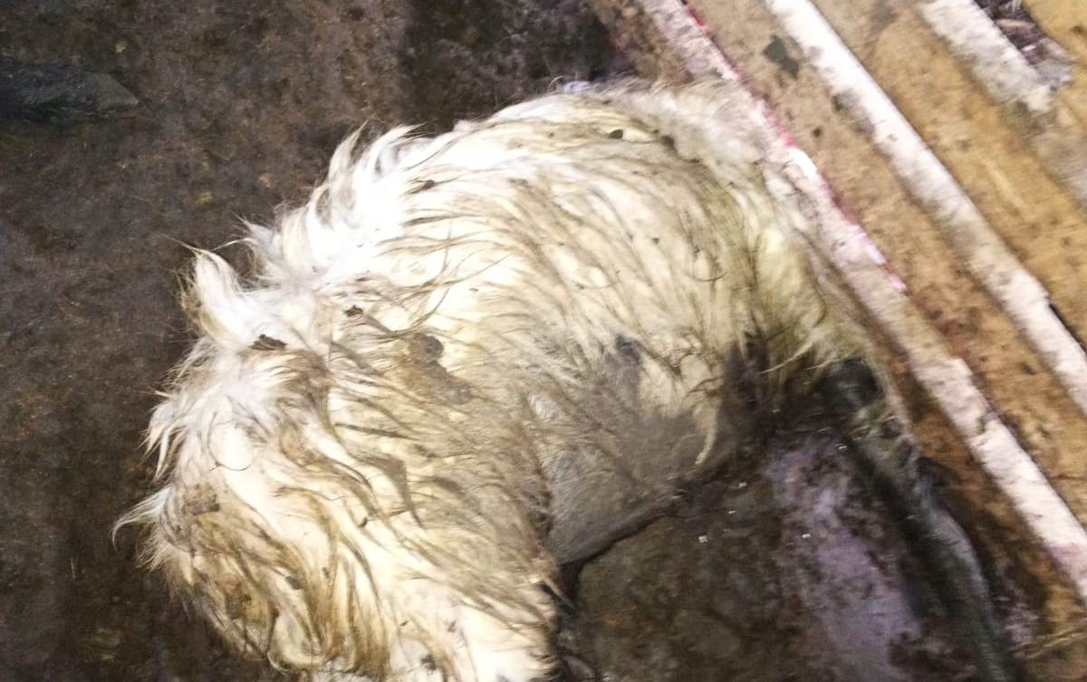 Kurtlar Seydişehir’de Ahıra Girdi: 8 Koyun Telef Oldu