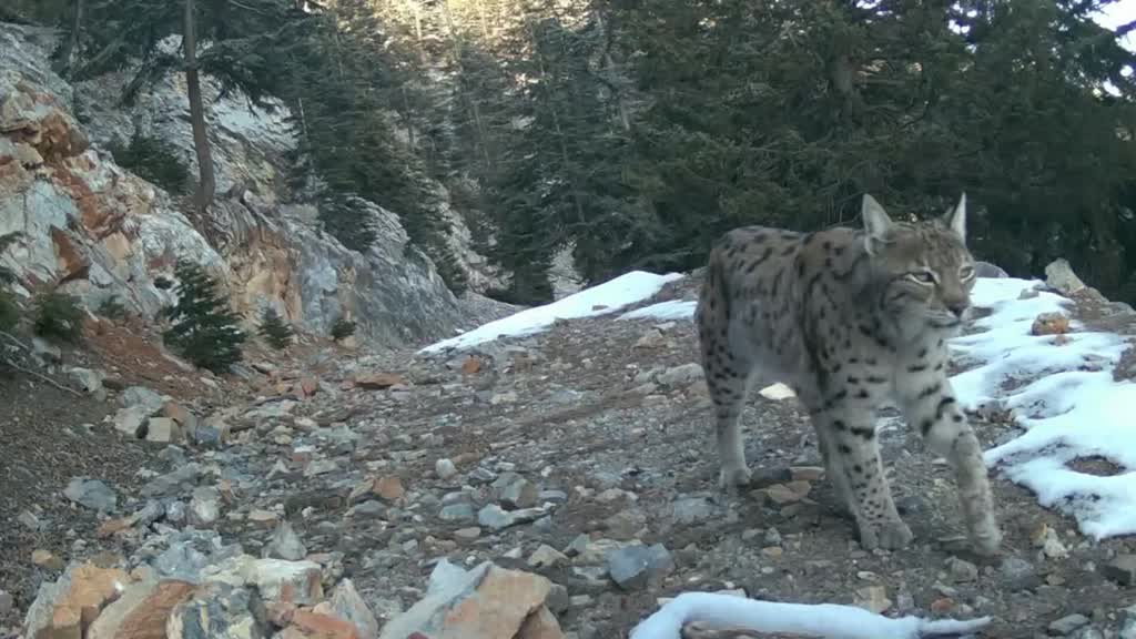  Akdeniz'deki yaban hayatını fotokapanlar görüntüledi