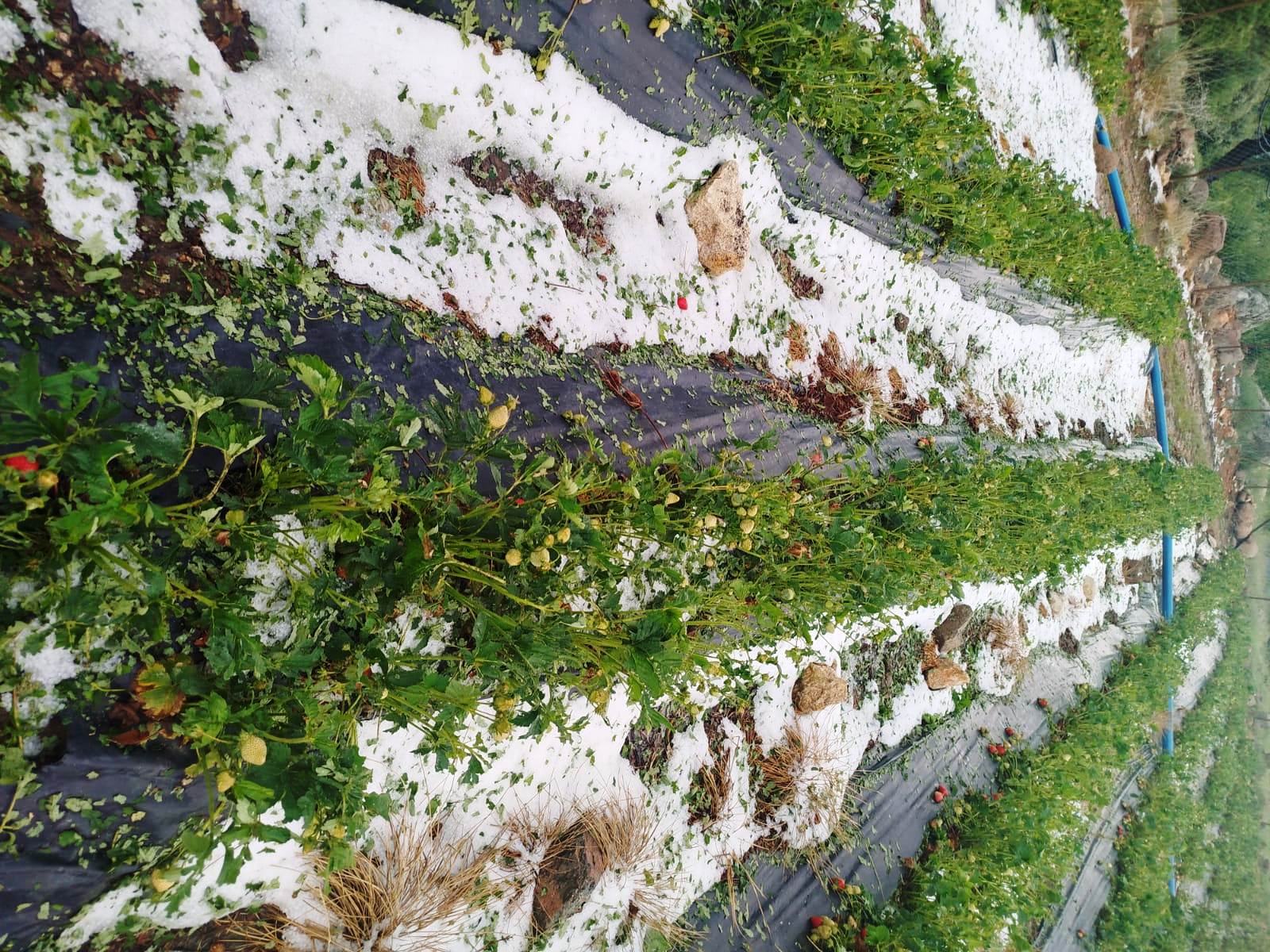 Şiddetli Dolu Yağışı Ketenli'deki Çilek Tarlalarına Zarar Verdi