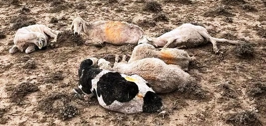 Konya'da Şiddetli Yağışın Yol Açtığı Felaket: 103 Küçükbaş Hayvan Hayatını Kaybetti