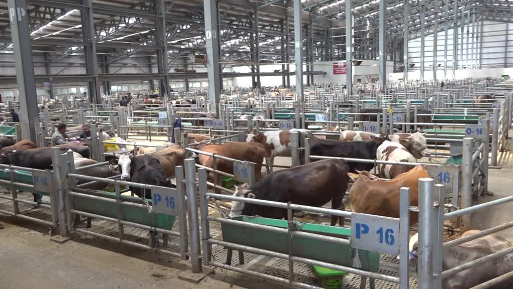  Doğu Anadolu'dan batıya yaklaşık 80 bin kurbanlık gönderildi