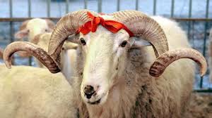 Türkiye'de Kurban Fiyatları Yurt Dışına Göre 2.5 Kat Daha Pahalı: İşte Sebepleri