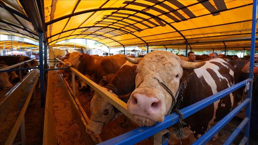 10 soruda kurbanla ilgili merak edilenler