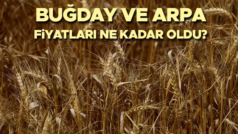 TMO 2025 Hububat Alım Fiyatları Açıklandı! İşte Buğday, Arpa ve Diğer Ürünlerin Fiyatları