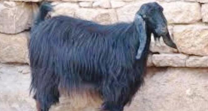 Seydişehir'de Kaybolan Kara Keçi Aranıyor