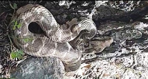 Seydişehir'de Hava Isınmasıyla Yılan Tehlikesi Arttı: Bir Kişi Piknikte Isırıldı