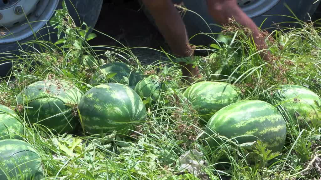 Adana karpuzunun kilogram fiyatı tarlada 7 liraya düştü