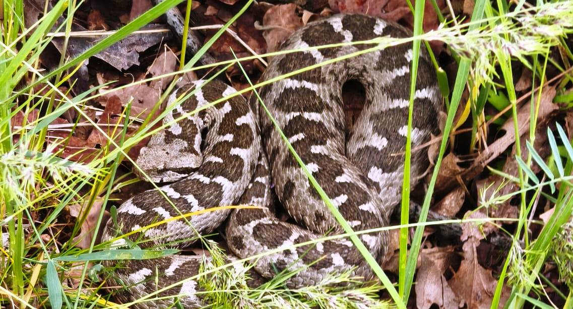 Türkiye'nin En Zehirli Yılanlarından Biri Seydişehir'de Görüldü!