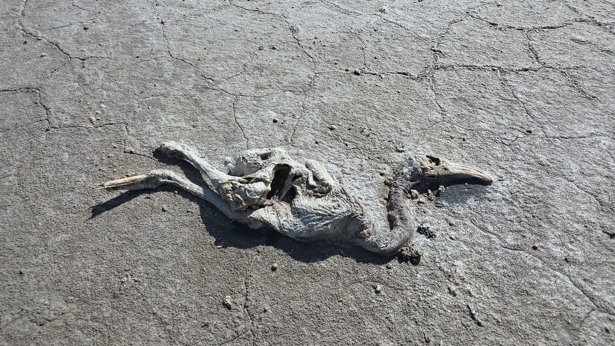 Tuz Gölü'nde 2 bin yavru flamingo öldü