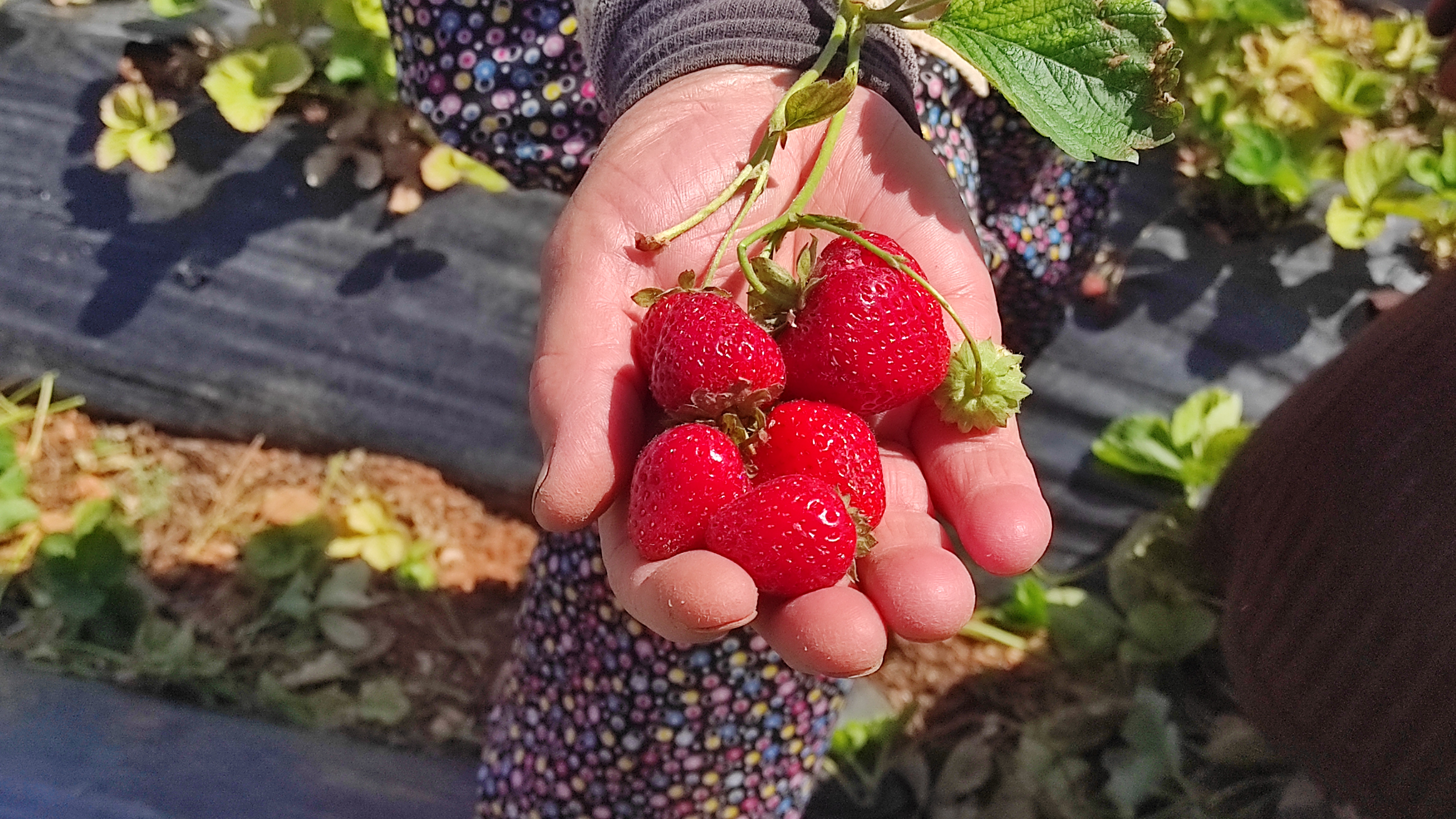 -Tarımın Başkenti Konya' Hüyük Çileği Üreticiye Umut Oluyor