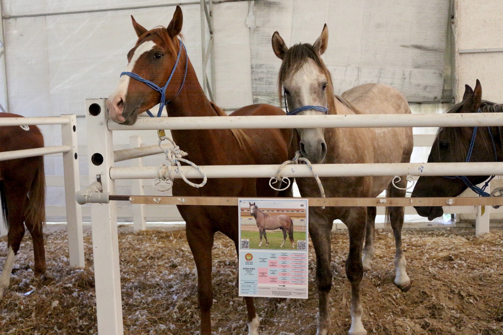 TİGEM, tay satışından tek seferde 31 milyon lira gelir elde etti