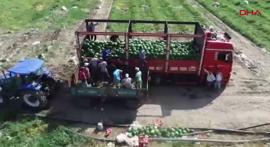 Adana'da karpuzun tarlada kilosu 13 TL'den 5 TL'ye düştü