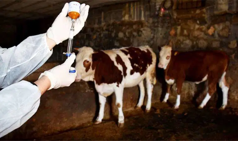 Konya'da Şap Hastalığı Alarmı: Hayvan Pazarları Kapatıldı, Sevkiyatlar Kısıtlandı