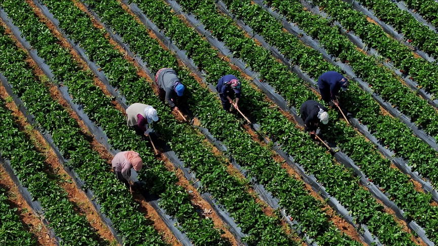Çiftçilere 5,5 milyar lira destek ödemesi bugün yapılacak