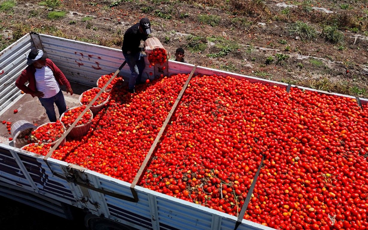 Adana'da domates rekoltesi yüksek, fiyatlar düşük: Üretici zor durumda!