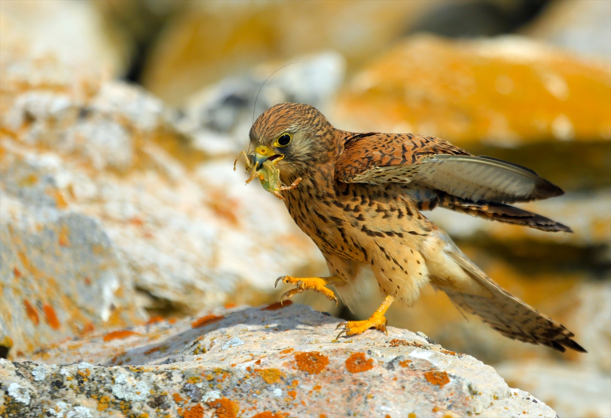 Konya'da kerkenezlerin "av mesaisi"